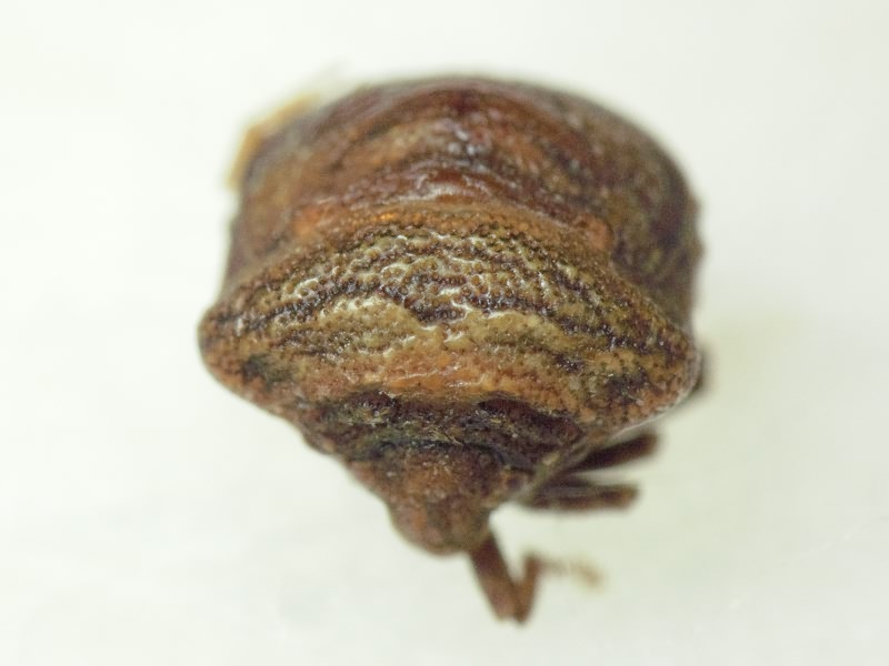 Vilpianus galii (Wolff, 1802)